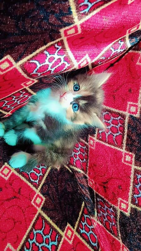 mashallah triple coated 2 female kitten and bhalo stud male available 2