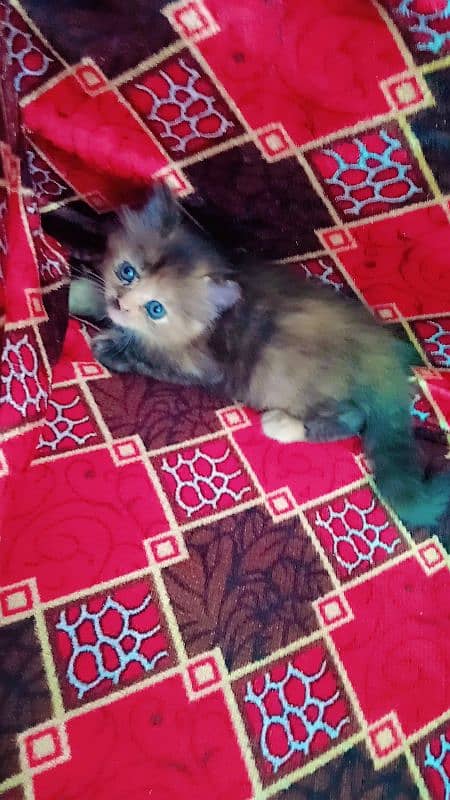 mashallah triple coated 2 female kitten and bhalo stud male available 3