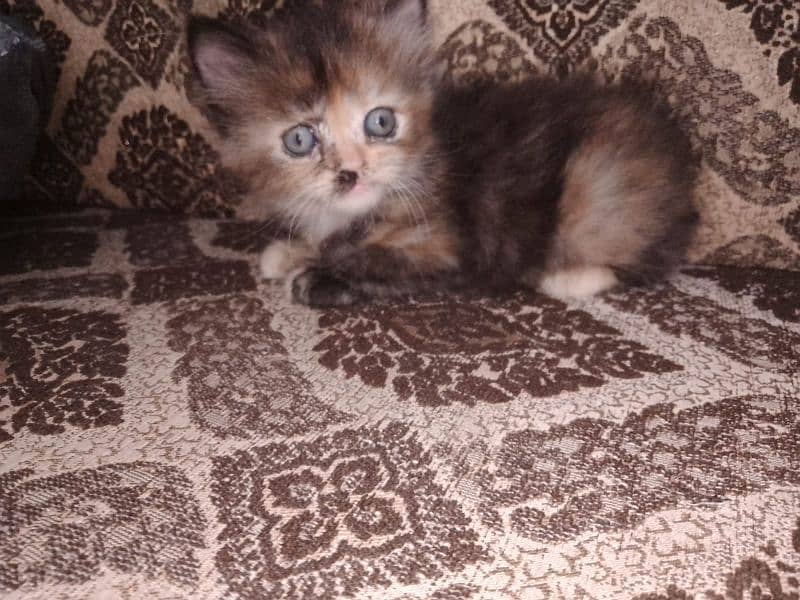 mashallah triple coated 2 female kitten and bhalo stud male available 4