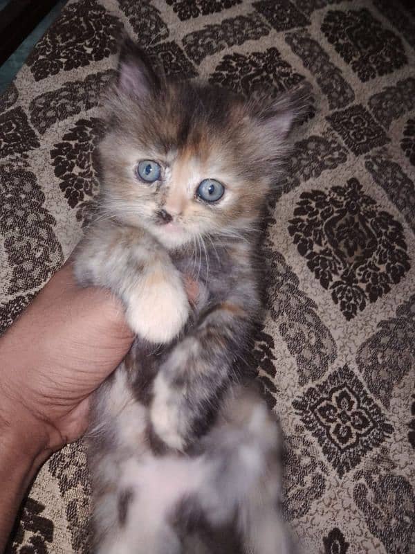 mashallah triple coated 2 female kitten and bhalo stud male available 5