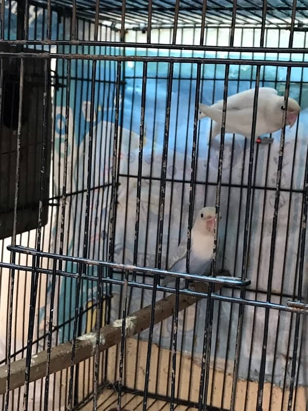 cage with 2 love birds pair 0