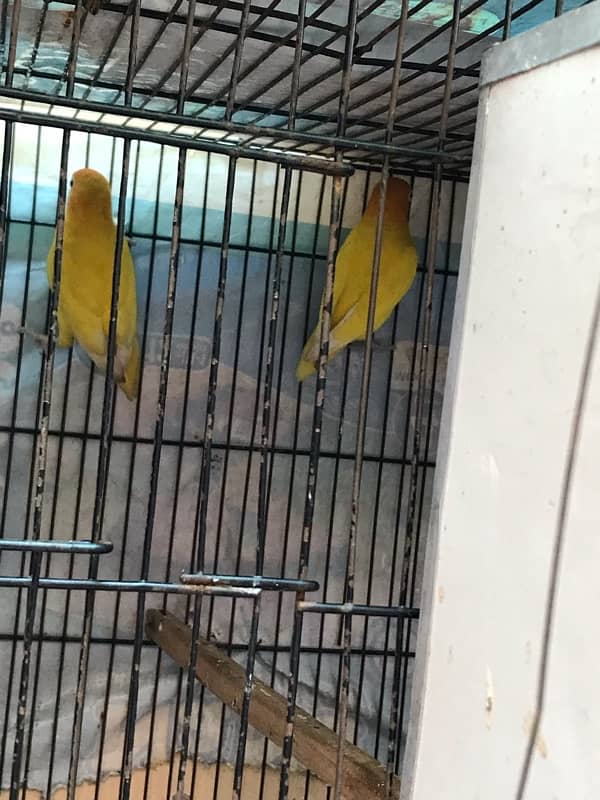 cage with 2 love birds pair 2