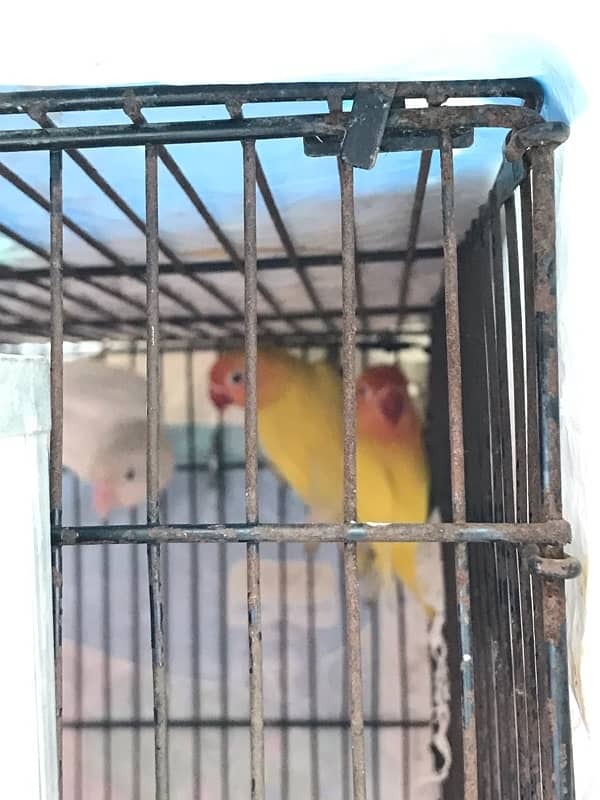 cage with 2 love birds pair 3