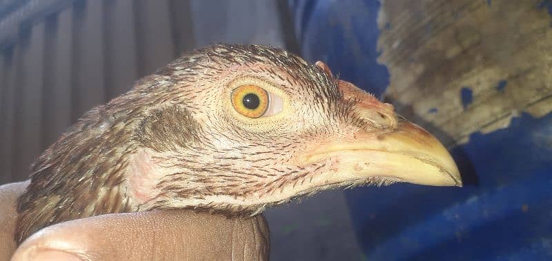 pure aseel hen Available rabta number 0321 4647035 0