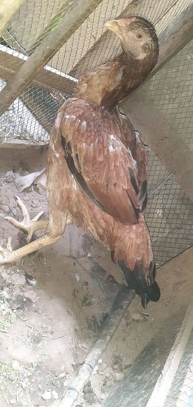 pure aseel hen Available rabta number 0321 4647035 1