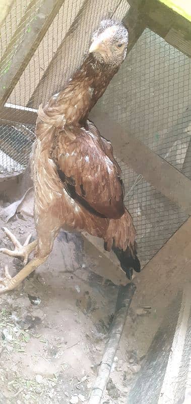 pure aseel hen Available rabta number 0321 4647035 2