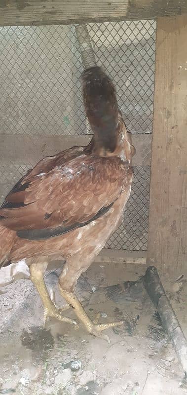 pure aseel hen Available rabta number 0321 4647035 4