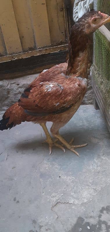 pure aseel hen Available rabta number 0321 4647035 5