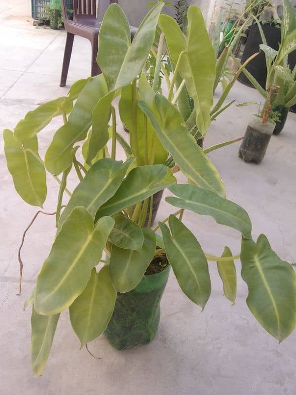 arrow head leaves plant 1