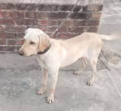 Labrador male