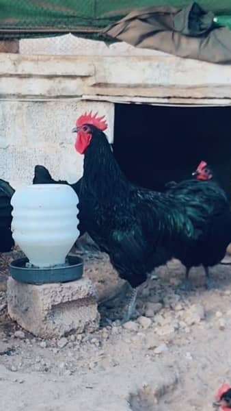 black and blue Australorp Heritage breed 0