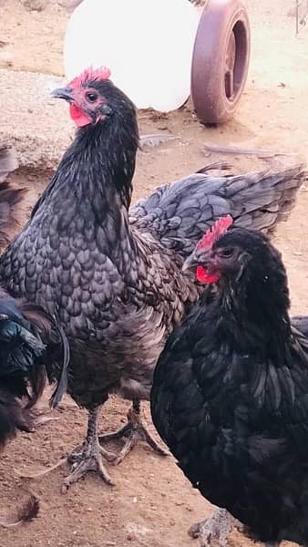 black and blue Australorp Heritage breed 1