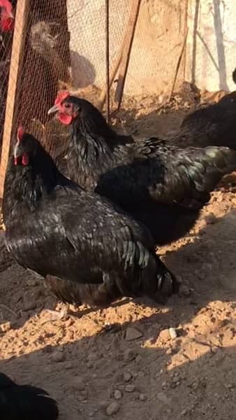 black and blue Australorp Heritage breed 2