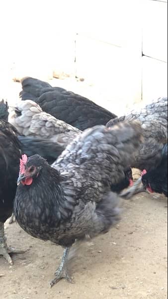 black and blue Australorp Heritage breed 3