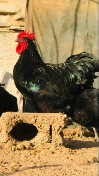 black and blue Australorp Heritage breed 4