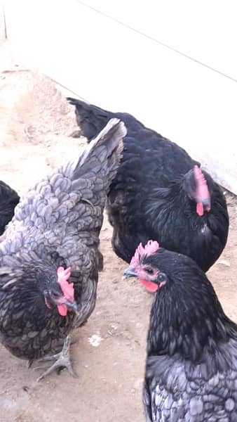 black and blue Australorp Heritage breed 5