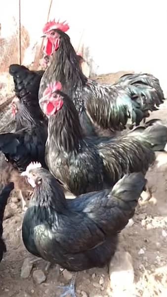 black and blue Australorp Heritage breed 6