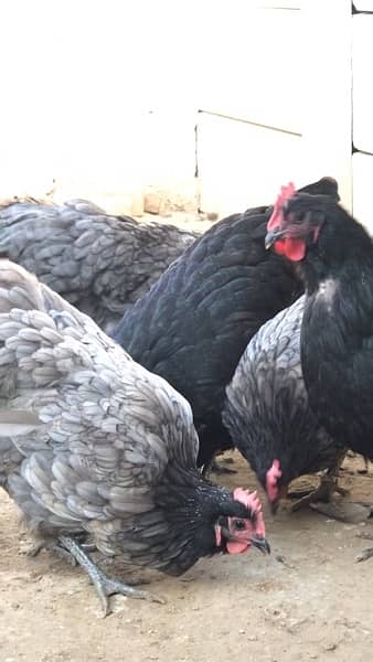 black and blue Australorp Heritage breed 7