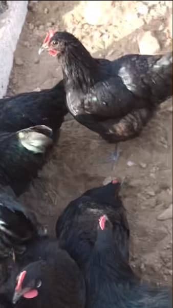 black and blue Australorp Heritage breed 8