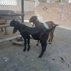 Makhi cheeni and Daisi bakra for sale 03084493683