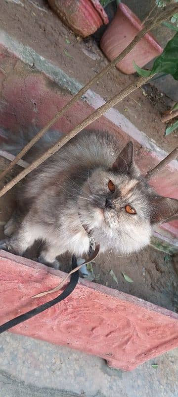 Persian male cat with dark red eyes 0