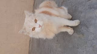 persian cat