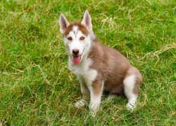 Pedigree Siberian husky puppies available