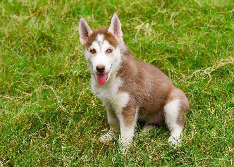 Pedigree Siberian husky puppies available 0