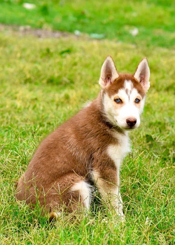 Pedigree Siberian husky puppies available 1