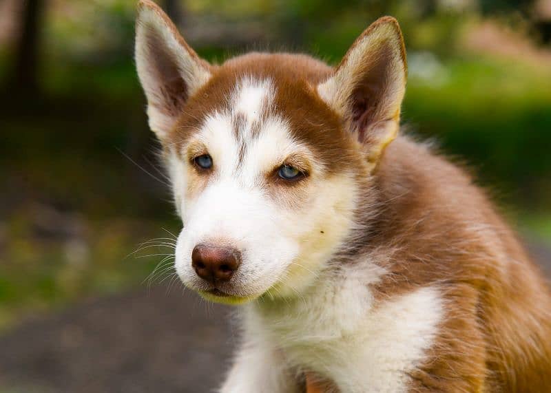 Pedigree Siberian husky puppies available 2