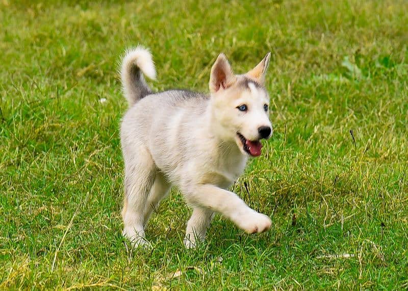 Pedigree Siberian husky puppies available 4