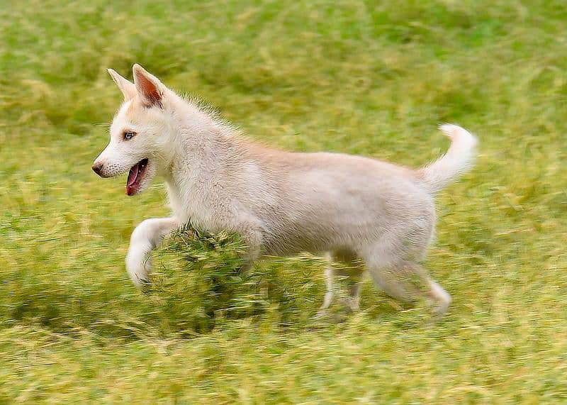 Pedigree Siberian husky puppies available 6