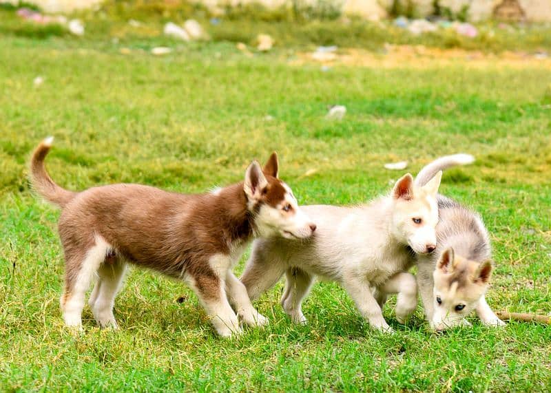 Pedigree Siberian husky puppies available 7