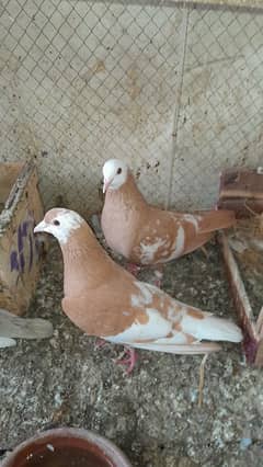 Sentient Breeder Pair Available For Sale