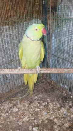 Ring neck parrots