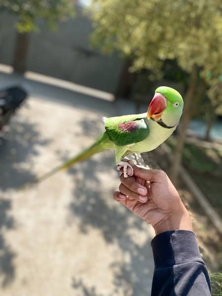 kashmiri raw parrot hand tame 2