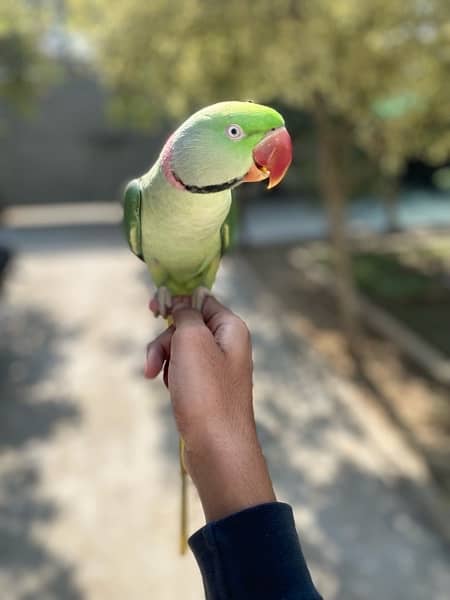 kashmiri raw parrot hand tame 3