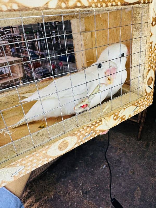 Albino split Eno Pair Quality Lovebirds 1