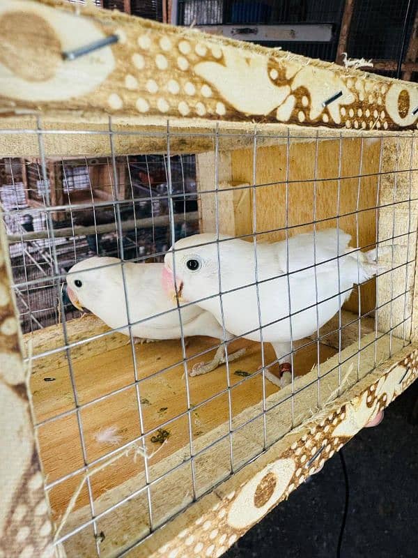 Albino split Eno Pair Quality Lovebirds 2