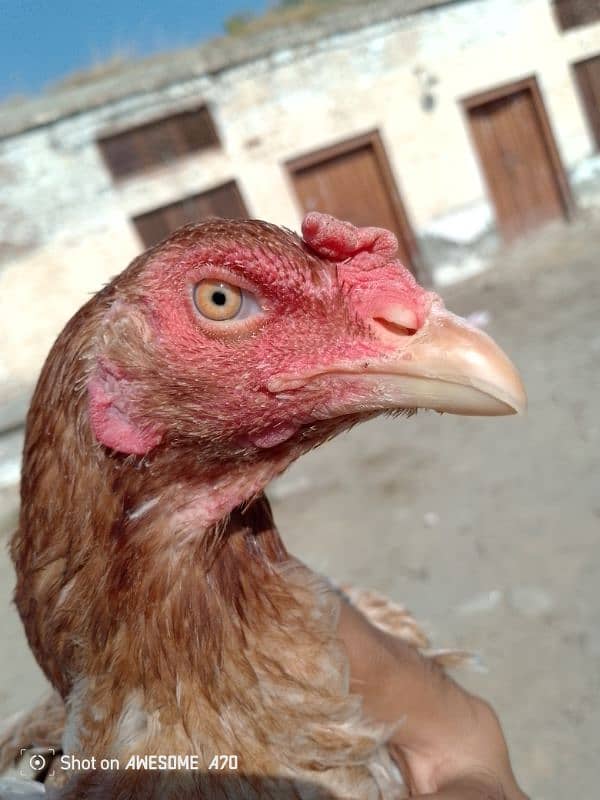 high quality blood line. pila jora for sale 4