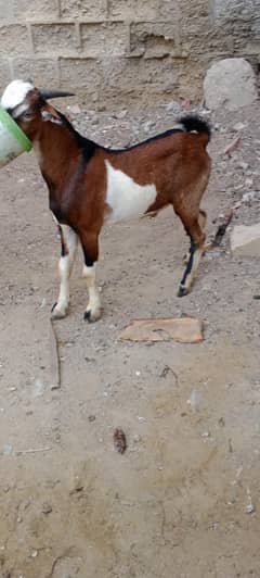 BAKRA TEDY FOR SALE  03110245067