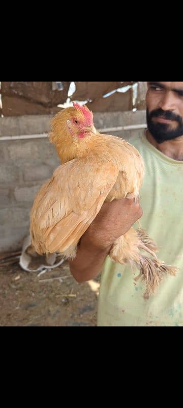 brahma male 0