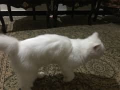 9 month old beautiful Persian cat