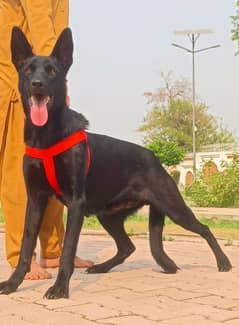 +Black German Shepherd double coat confirm breeder female for sale