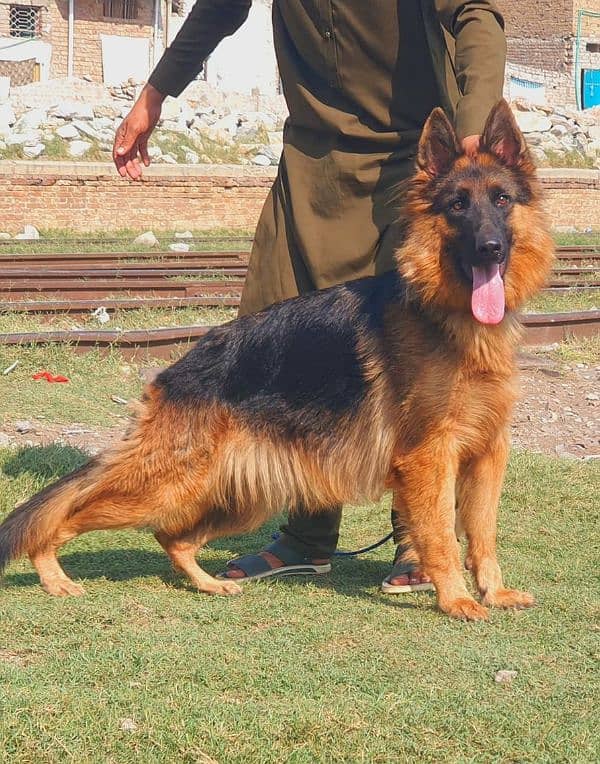 German shepherd long coat female for sale 0