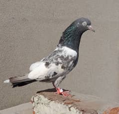 pigeon suit wali teddy female argent sale ?