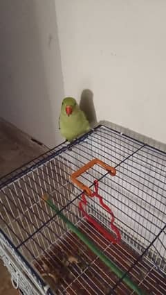 parrot