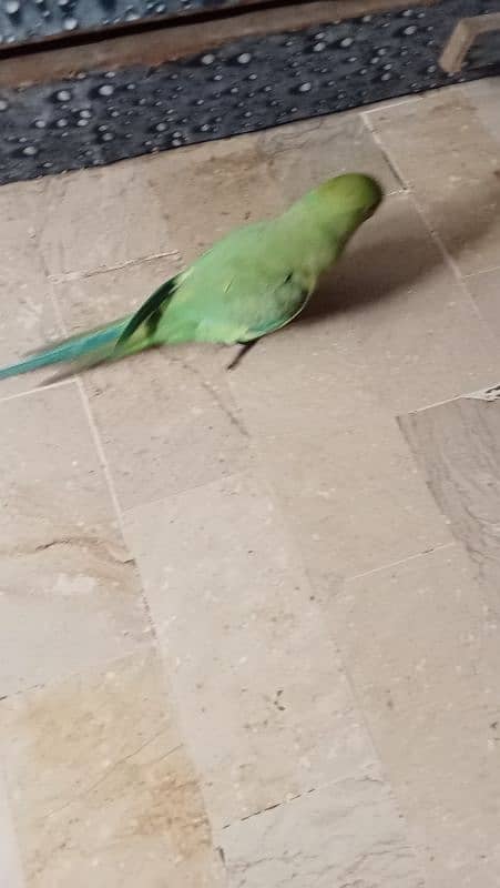 parrot 2