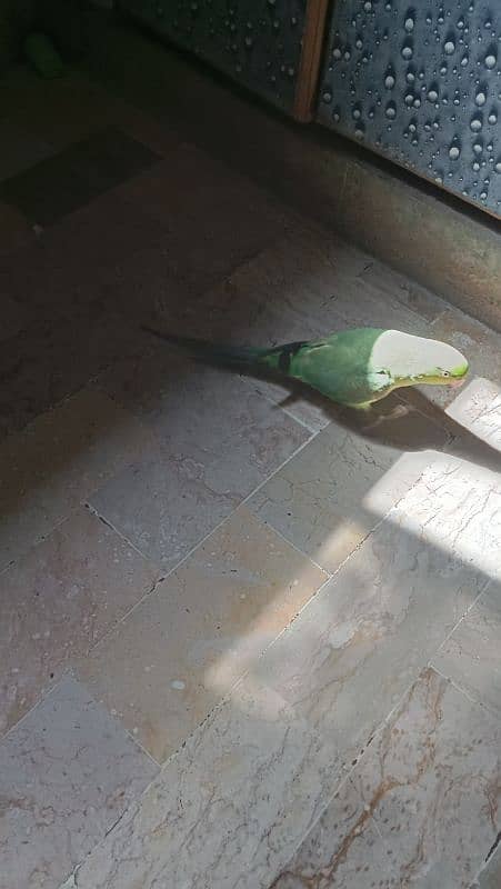 parrot 3