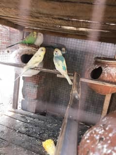 love birds 2 pair 1 sapuret female budgies 2 pairs 1 sapuret male